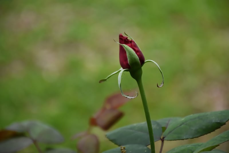 Garden of Eden